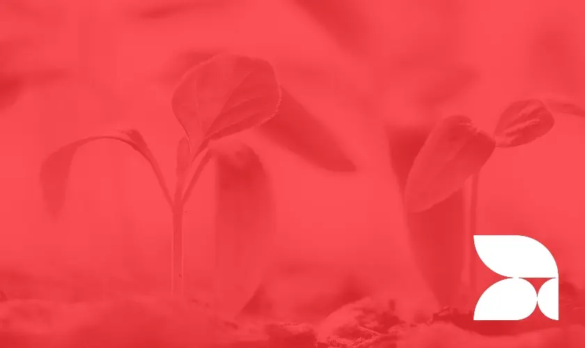 Launch & Growth